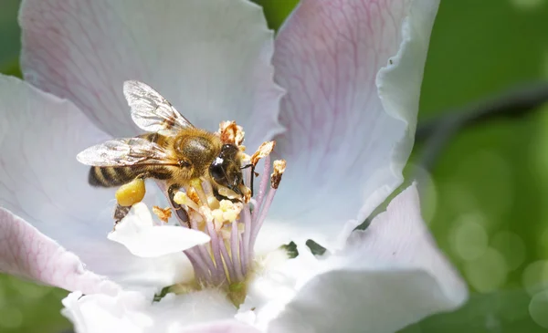 Branch of apple tree in bloom in the spring. Bee flies.