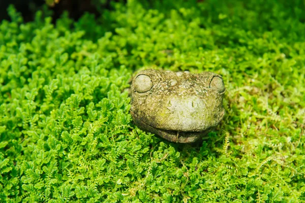 Moss leaf texture