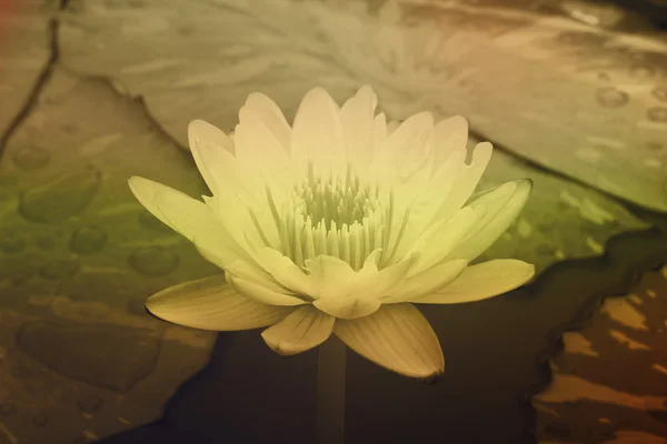 Water lily in pond