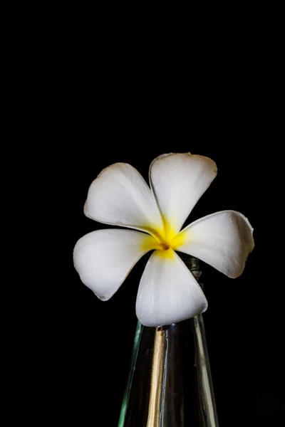 Plumeria flower in glass bottles.