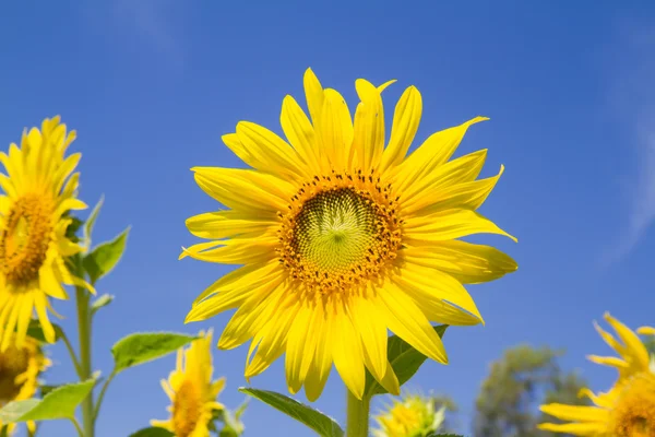 Sun flower in garden