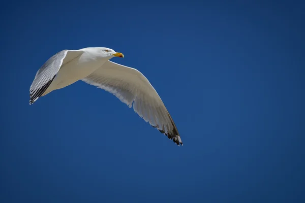 Sea gull flying in the blue sunny sky over the coast of atlantic