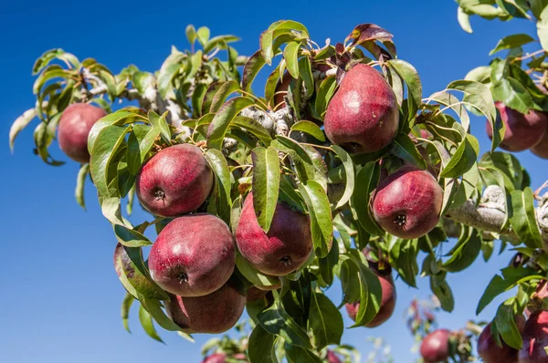 Group of red pears in an orchard