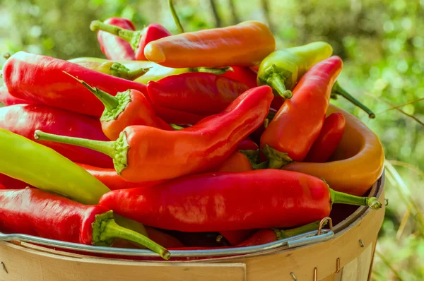 Red hot banana peppers in basket