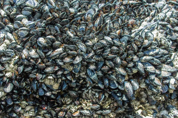 Mussels growing on tide pool rocks