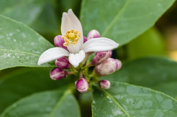 Orange tree blossoms opening