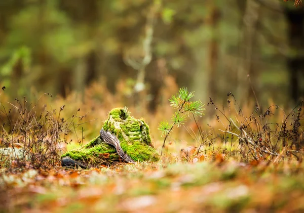 Morning in the forest. Lost owner\'s boots, and was covered with moss and become part of the forest.