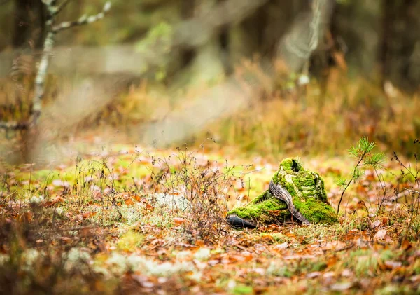 Morning in the forest. Lost owner\'s boots, and was covered with moss and become part of the forest.