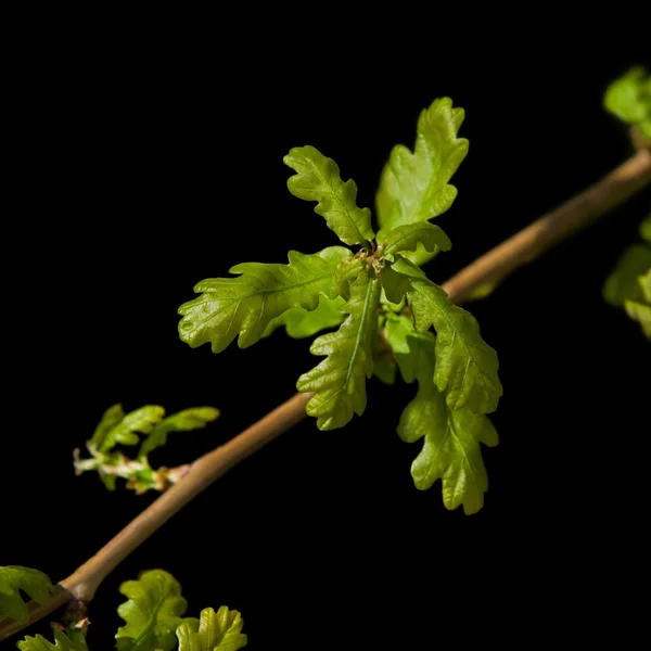 Young oak leaves