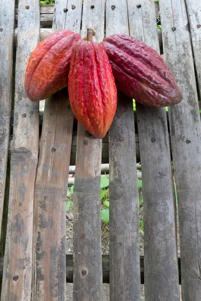 Ripe Cocoa Pods for Chocolate