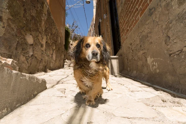 Stray street dog in Guanajuato,Mexico