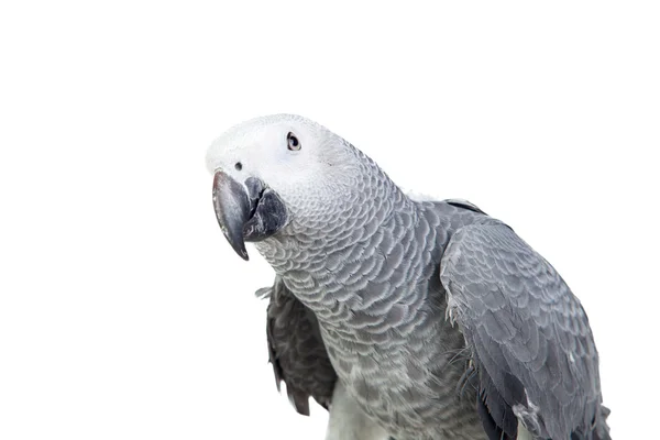 Pretty red-tailed gray parrot