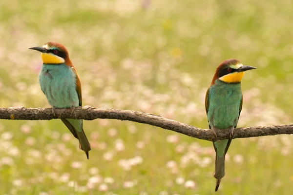 Pair of bee-eaters on branch