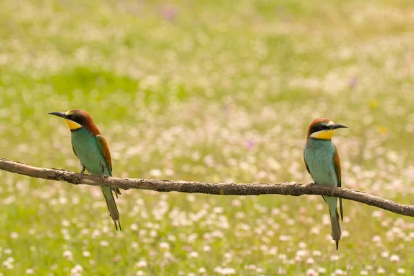 Pair of bee-eaters on branch