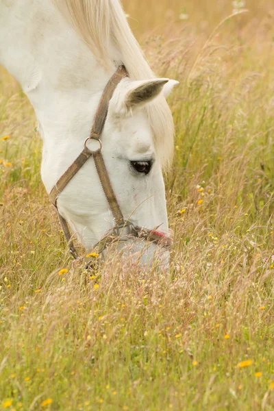 White horse grazing on field