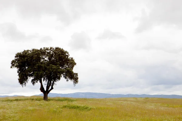 Lonely tree on dry grass