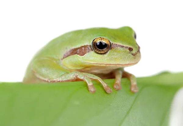 Green frog with bulging golden eyes