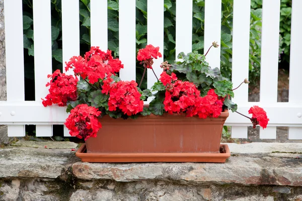 Red geranium in a pot on a stone sill