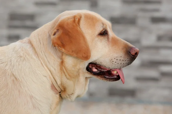 Nice golden labrador dog