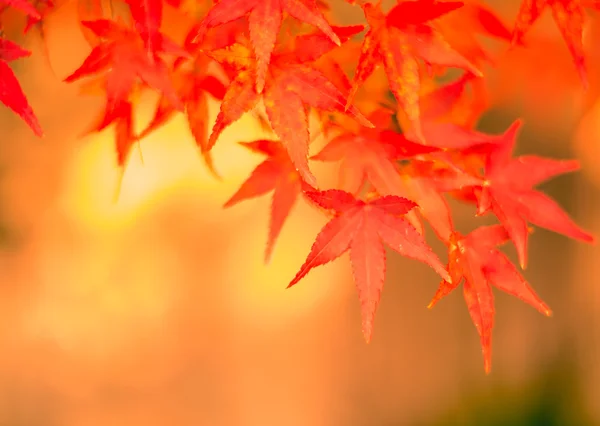 Autumn leaves  on background