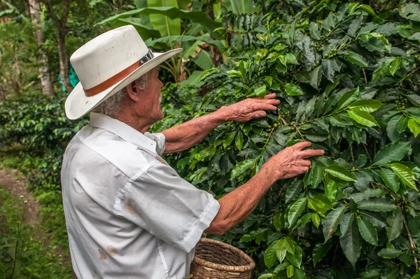 Old farmer harvesting coffee beans