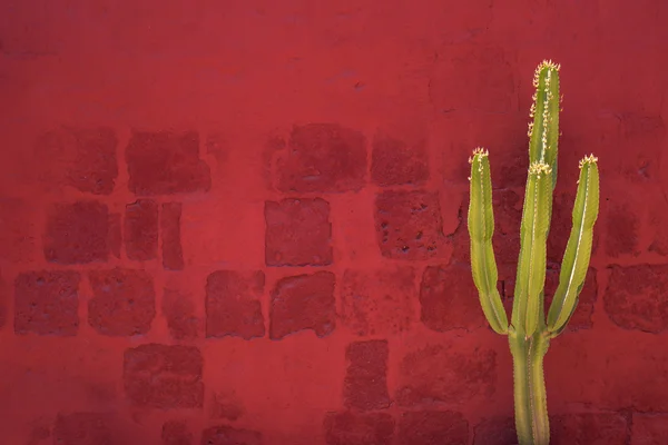 Green Cactus over red wall