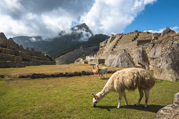 Lamas grazing on Machu Picchu