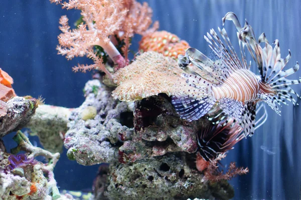 Very beautiful red lionfish against the coral