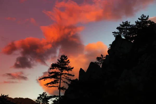 Mountain scenery with black pine trees Pinus nigra silhouettes