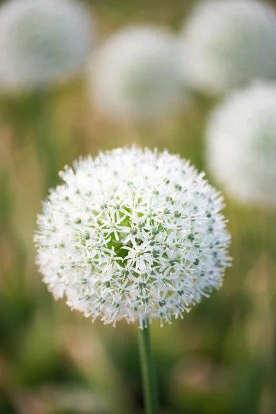 Beautiful flower of white Allium