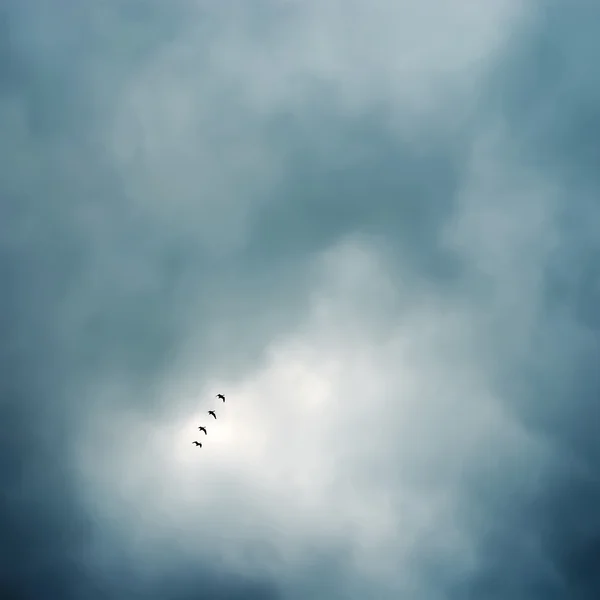 Flock of birds flying in formation