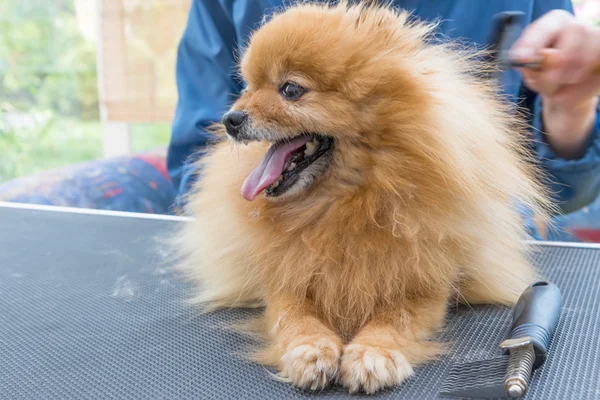 Side view of smiling Pomeranian German Spitz dog