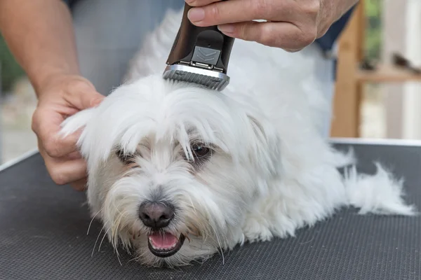 Grooming the head of white Maltese dog