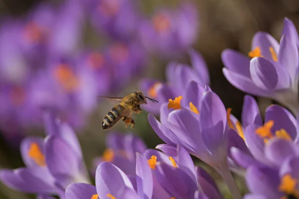 Closeup view of bee