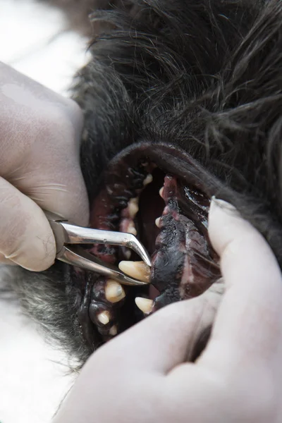 Veterinary cleaning of dog teeth