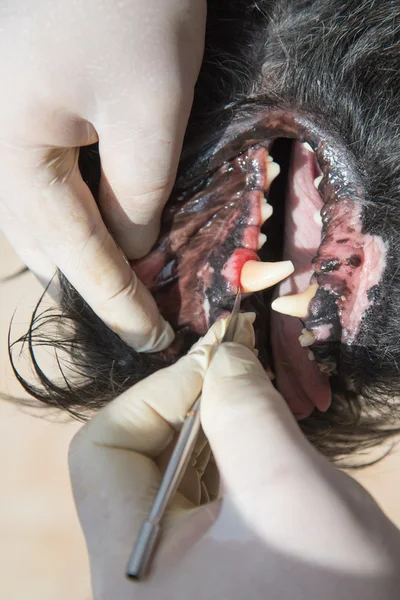 Closeup of veterinary treatment of dog gingivitis