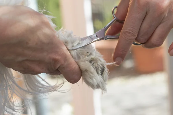 Closeup of trimming a Maltese dog\'s paw