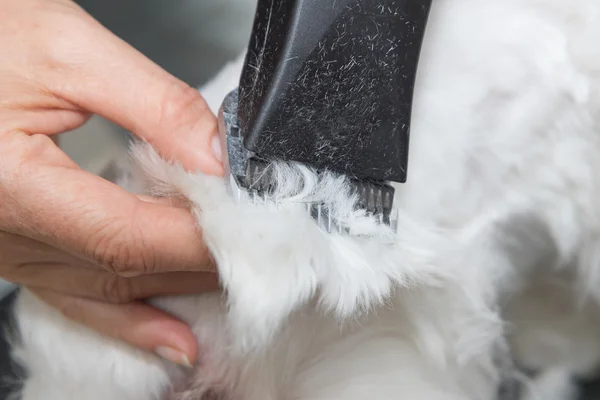 Closeup view of the trimming the white Maltese dog