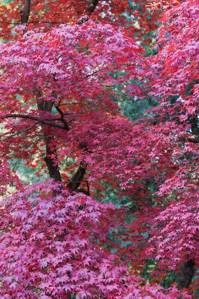 Red japanese maple tree