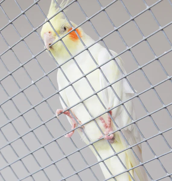 White bird in a cage