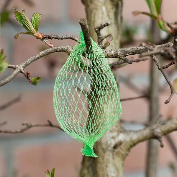 Tallow bird food (empty net)