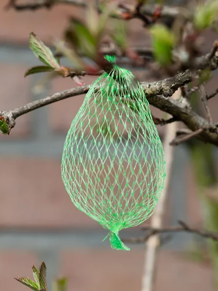 Tallow bird food (empty net)