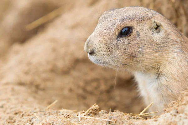 Head of a black-tailed prairie dog