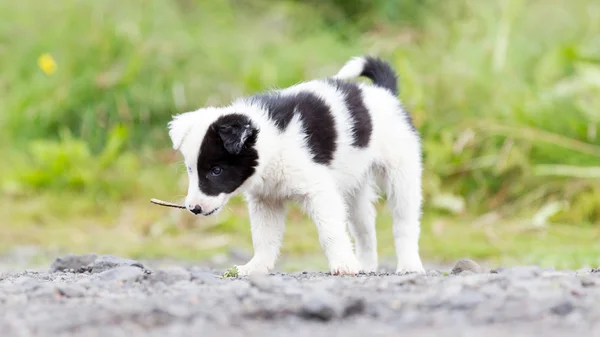 Border Collie puppy on a farm, playing with a small stick