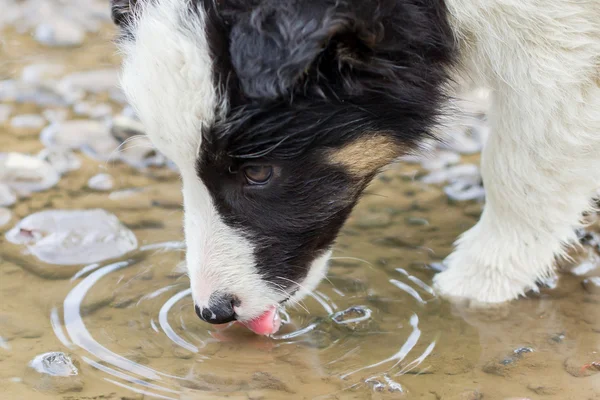 Small Border Collie puppy on a farm, drinking from a pool