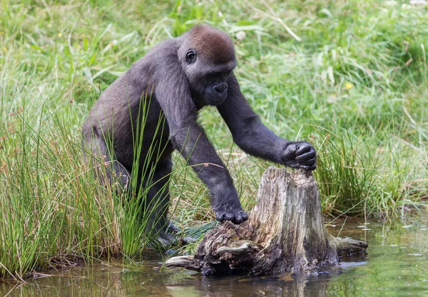 Young gorilla discovering