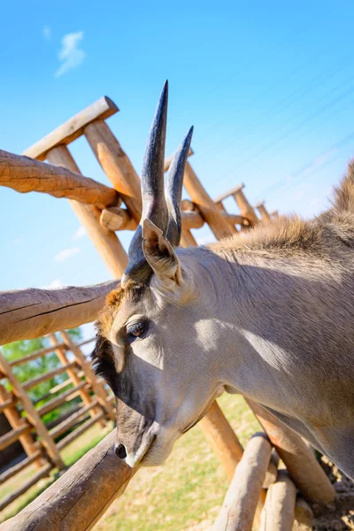 Antelope eland animal