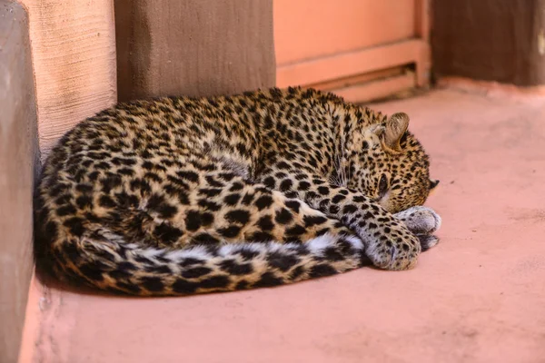 Leopard sleeping exotic animals
