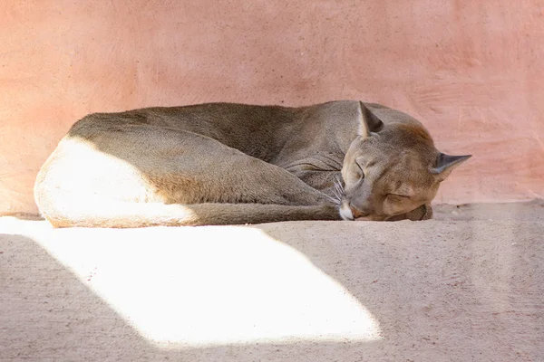 Puma sleeping exotic animals