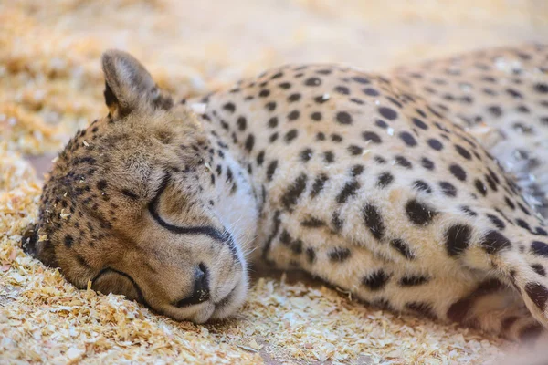 Leopard sleeping exotic animals